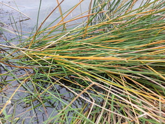 Eleocharis quadrangulata