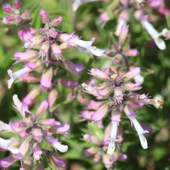 Syncolostemon pretoriae