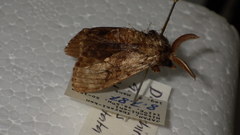 Calliteara argentata