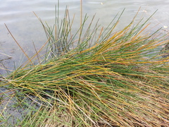 Eleocharis quadrangulata