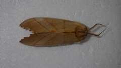 Euhampsonia cristata