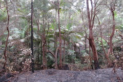 Archontophoenix maxima