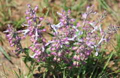Syncolostemon pretoriae