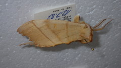 Euhampsonia cristata