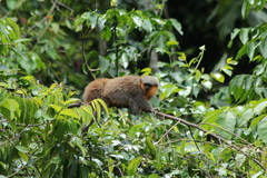 Prince Bernhard's Titi Monkey photo 4