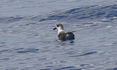 Pterodroma externa