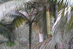 Archontophoenix maxima