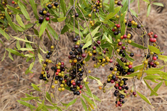 Euclea natalensis angustifolia