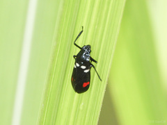 Callitettix versicolor