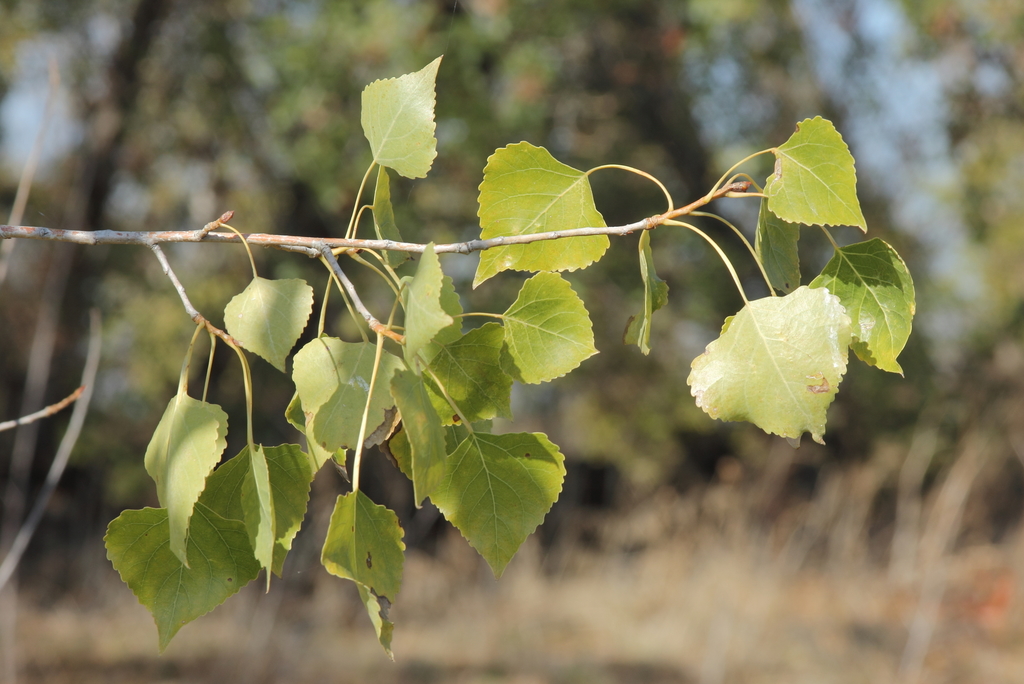 Fremont cottonwood (Plants of Lake Mead National Recreation Area
