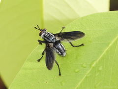 Hermya