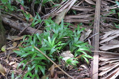 Archontophoenix maxima