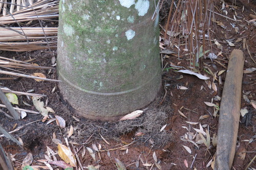 Archontophoenix maxima, photograph 3