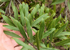 Euclea natalensis angustifolia