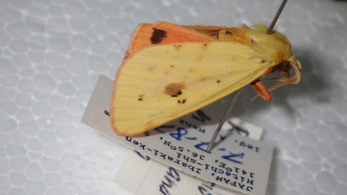 Rhyparioides metelkana