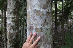 Archontophoenix maxima