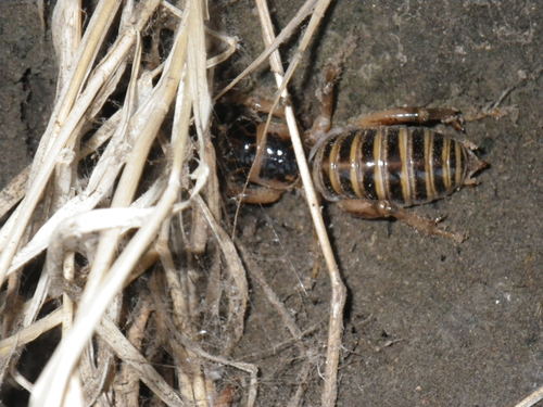 Pictured Jerusalem Cricket
