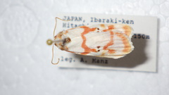 Cyana hamata