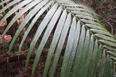 Archontophoenix maxima