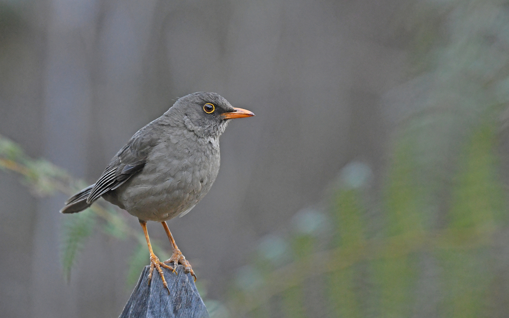 Turdus fuscater gigantodes