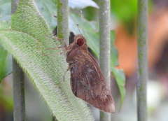 Erionota acroleuca apicalis