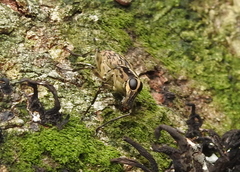 Litocerus
