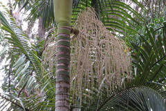 Archontophoenix maxima