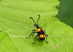 Lilioceris quadripustulata