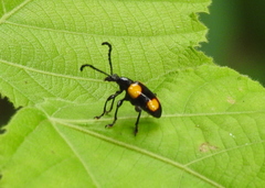 Lilioceris quadripustulata