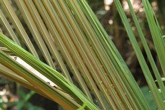 Archontophoenix maxima