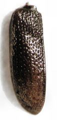 Rhinorhynchus rufulus