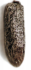 Rhinorhynchus rufulus