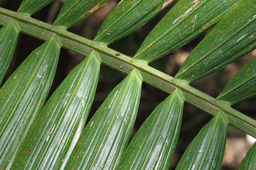 Image of Walsh River Palm (Archontophoenix maxima) by (c) coenobita, some rights reserved (CC BY)