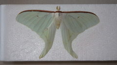 Actias aliena