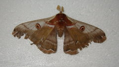 Saturnia jonasii jonasii
