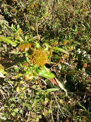 Bidens comosa