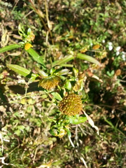 Bidens comosa