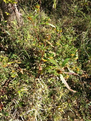 Bidens comosa