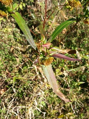 Bidens comosa