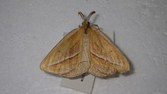 Chariaspilates formosaria