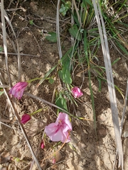 Convolvulus durandoi image