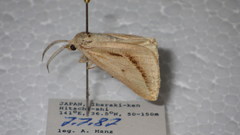 Descoreba simplex