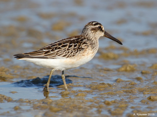 Bécasseau falcinelle