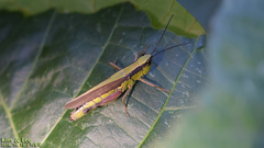 Ceracris nigricornis