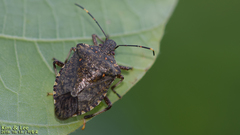 Halyomorpha halys