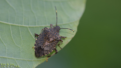 Halyomorpha halys