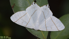 Ourapteryx maculicaudaria