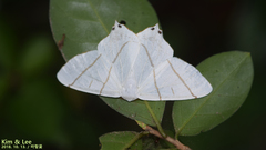 Ourapteryx maculicaudaria