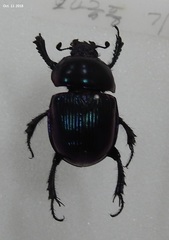 Phelotrupes auratus