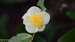 Theaceae